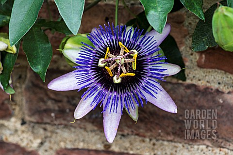 PASSIFLORA_SILLY_COW