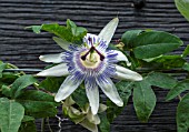 PASSIFLORA STAR OF SURBITON