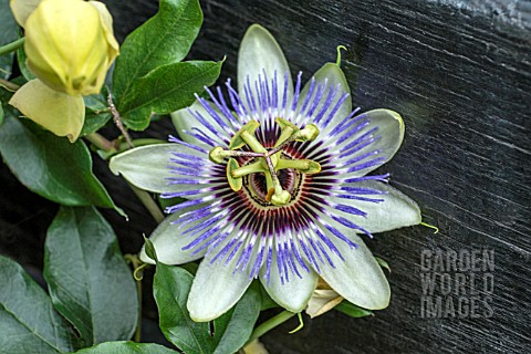 PASSIFLORA_CLEAR_SKY_