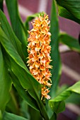 HEDYCHIUM DENSIFLORUM ASSAM ORANGE