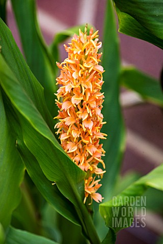 HEDYCHIUM_DENSIFLORUM_ASSAM_ORANGE