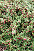 COTONEASTER NANSHAN