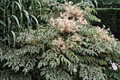 ARALIA ELATA VARIEGATA SYN ARALIA ELATA ARGETEOVARIEGATA