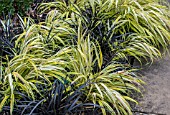 HAKONECHLOA MACRA ALBOAUREA AGM AND OPHIOPOGON PLANISCARPUS AUREOVARIEGATA