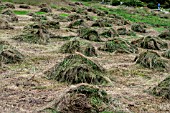 WILD FLOWER MEADOW HAY MAKING FOR RESEEDING AT RHS WISLEY