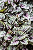 BEGONIA SALSA