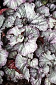 BEGONIA MAID MARION