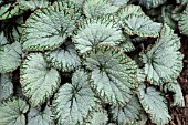 BEGONIA NAMUR