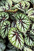 BEGONIA FEDORS SISTER