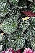 BEGONIA KATHY SHORINDORE