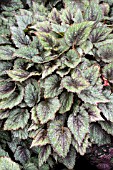 BEGONIA MANI MIST