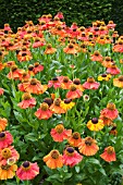 HELENIUM SAHINS EARLY FLOWERER