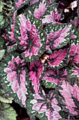 BEGONIA MORNING DEW