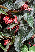 BEGONIA DOWN HOME