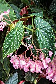 BEGONIA BARBARA PARKER