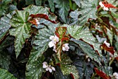 BEGONIA WHITE FRECKLES