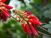 ERYTHRINA LYSISTEMON