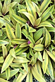 TRADESCANTIA SITARE GOLD