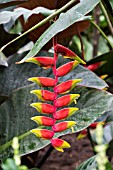 HELICONIA ROSTRATA