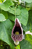 ARISTOLOCHIA GIGANTEA