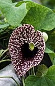 ARISTOLOCHIA GIGANTEA