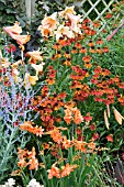 PERENNIAL BORDER WITH CROCOSMIA, PEROVSKIA, LILIES AND HELENIUM