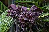 TACCA CHANTRIERI