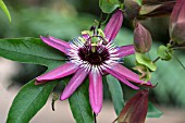 PASSIFLORA X VIOLACEA