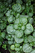 PLECTRANTHUS OERTENDAHLII UVONGO AGM