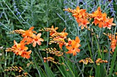 CROCOSMIA OKAVANGO