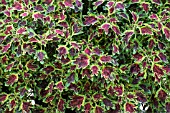 SOLENOSTEMON WISLEY TAPESTRY