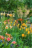 PERENNIAL BORDER. LILIES, KNIPHOFIA, HEMEROCALLIS, LYCHNIS, HELENIUM AND STIPA