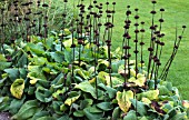 PHLOMIS SALMIA SEED HEADS