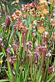 SARRACEANAS IN DAMP AREA BY WATER