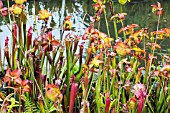 SARRACEANAS IN DAMP AREA BY WATER