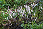 ACTEA SIMPLEX PINK SPIKE