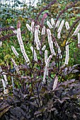 ACTEA SIMPLEX PINK SPIKE