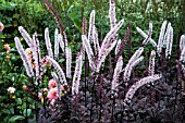 ACTEA SIMPLEX PINK SPIKE