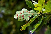 GALLS ON OAK NEUROTERUS QUERCUSBACCHARUM