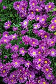 ASTER TONGA