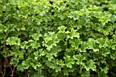 PELARGONIUM BIRDBUSH JULIE ANNE (SCENTED)