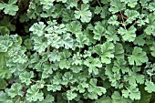 PELARGONIUM ARDWICK CINNAMON (SCENTED)