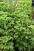 PELARGONIUM LEMON FANCY (SCENTED)