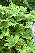 PELARGONIUM LEMON AIR (SCENTED)