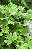 PELARGONIUM LEMON AIR (SCENTED)