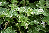 PELARGONIUM CHARMAY SNOWFLURRY