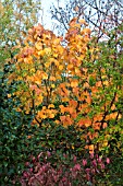 LINDERA OBTUSILOBA AGM IN AUTUMN COLOUR