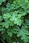 PELARGONIUM SWEET MIMOSA