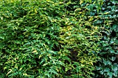 JASMINUM OFFICINALIS AUREOVARIEGATUM