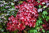 PARTHENOCISSUS TRICUSPIDATA AGM